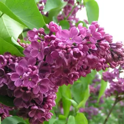 Сирень ДЕНЬ ПОБЕДЫ в Бобруйске