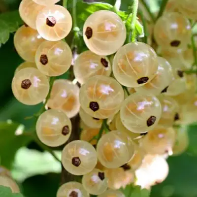 Смородина белая ВИКСНЕ БЕЛАЯ в Бобруйске