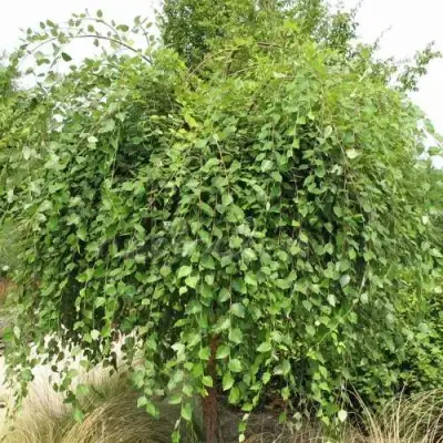 Береза САММЕР КАСКАД черная в Бобруйске