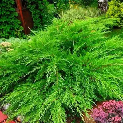 Можжевельник МИНТ ДЖУЛЕП средний в Бобруйске