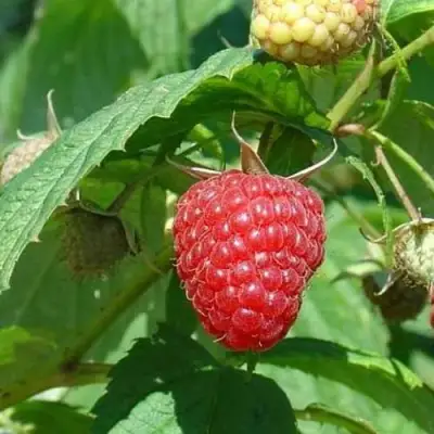Малина КВЕЛЛИ в Бобруйске