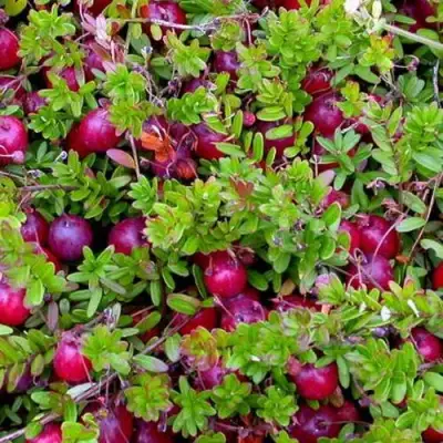 Клюква ПИЛИГРИМ в Бобруйске