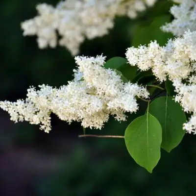 Сирень АМУРСКАЯ в Бобруйске