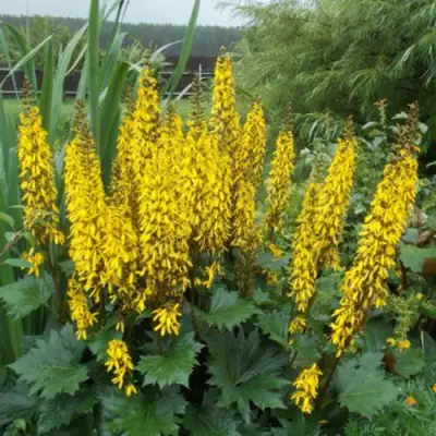 Бузульник ПРЖЕВАЛЬСКОГО в Бобруйске