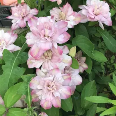 Клематис ИННОСЕНТ БЛАШ в Бобруйске