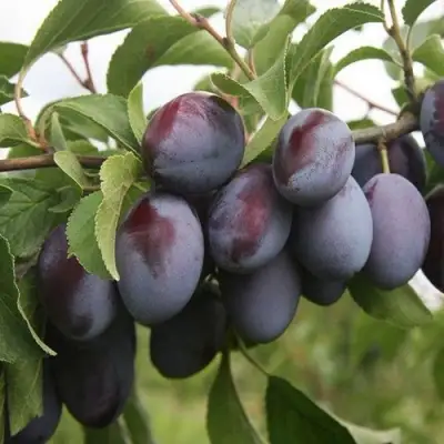 Слива РЕНКЛОД в Бобруйске