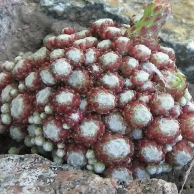 Молодило ГНАФАЛИУМ в Бобруйске