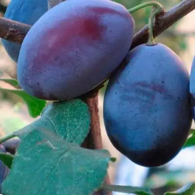 Слива СМОЛИНКА в Бобруйске