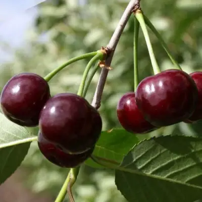 Вишня ЖАДАНА в Бобруйске