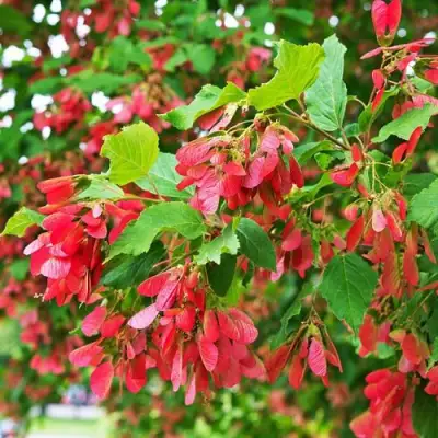 Клен татарский в Бобруйске