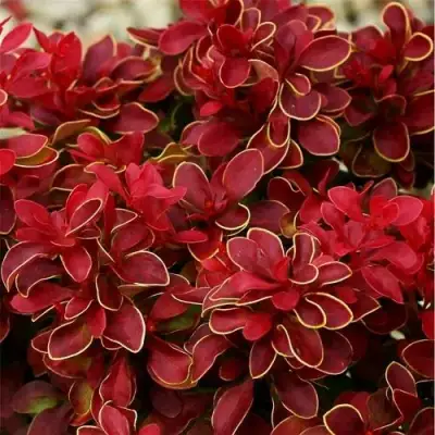 Барбарис РЕД ХОТ ЧИЛИ тунберга в Бобруйске