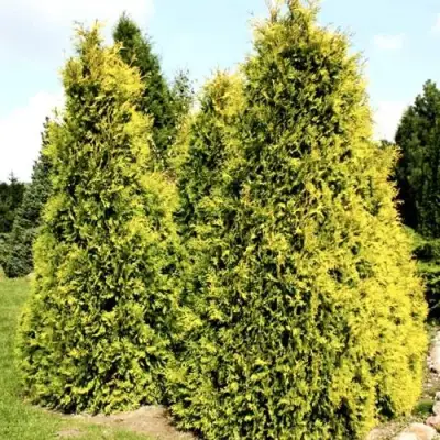 Туя САЛЛАНД западная в Бобруйске