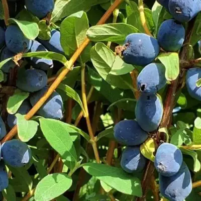 Жимолость съедобная КЛУБНИЧНАЯ СЕНСАЦИЯ в Бобруйске