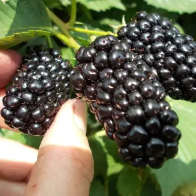 Ежевика НАТЧЕЗ бесшипная  в Бобруйске