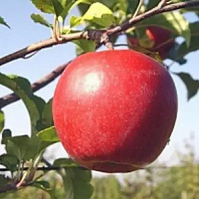 Яблоня ЛИГОЛ в Бобруйске