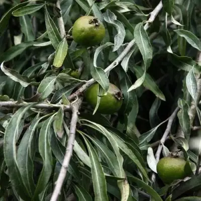 Груша ИВОЛИСТНАЯ в Бобруйске