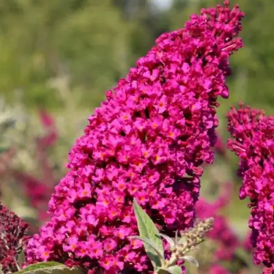 Буддлея давида РОЯЛ РЕД в Бобруйске