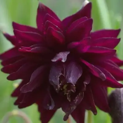 Аквилегия БАРЛОУ БОРДО обыкновенная в Бобруйске