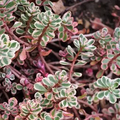 Очиток (седум) ТРИКОЛОР ложный в Бобруйске