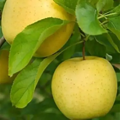 Яблоня АНАНАС в Бобруйске