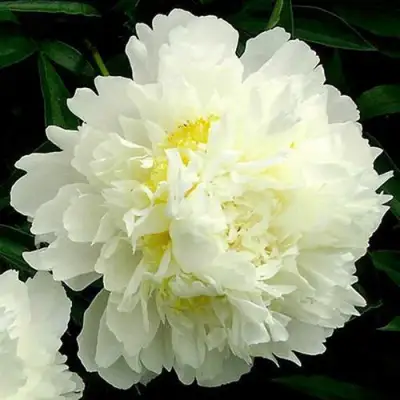 Пион ЗОЛОТОЙ ОРЕОЛ травянистый в Бобруйске