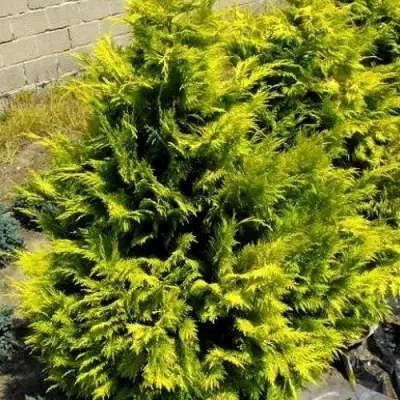 Кипарисовик ГОЛДЕН ВОНДЕР лавсона в Бобруйске