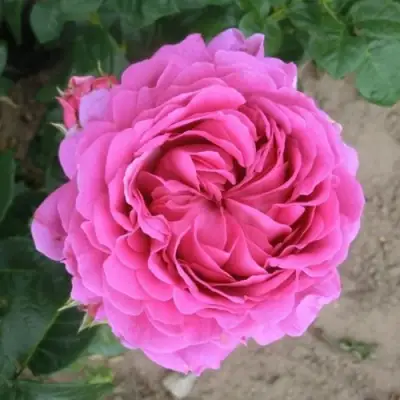 Роза АНУШКА чайно-гибридная в Бобруйске