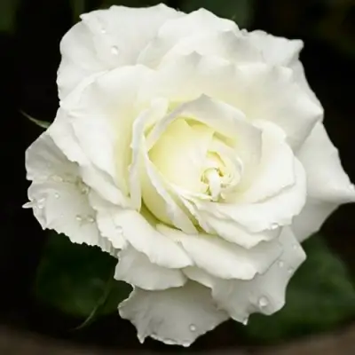 Роза МОНДИАЛЬ чайно-гибридная в Бобруйске