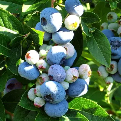 Голубика ВЕЙМУТ в Бобруйске