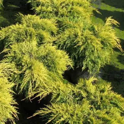 Можжевельник КИНГ ОФ СПРИНГ средний в Бобруйске