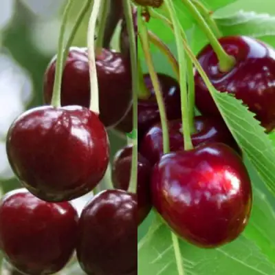 Комплект ВИШНЕВЫЙ ТАНДЕМ в Бобруйске