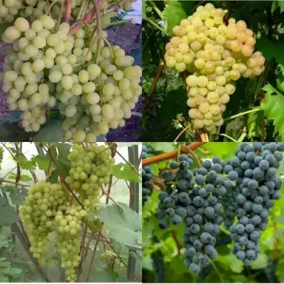 Комплект ВИНОГРАДНАЯ РАДУГА в Бобруйске