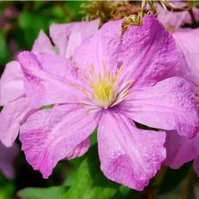 Клематис КОМТЕСС ДЕ БУШО в Бобруйске