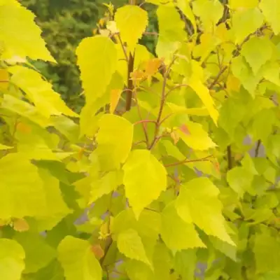 Берёза ГОЛДЕН ОБЕЛИСК повислая  в Бобруйске
