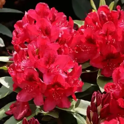 Рододендрон МАТАДОР в Бобруйске