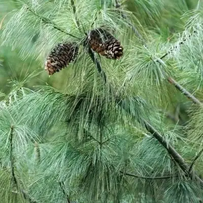Сосна АРМАНДИ в Бобруйске