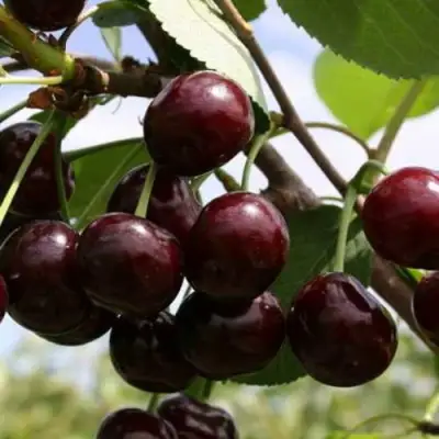 Дюк ИВАНОВНА в Бобруйске