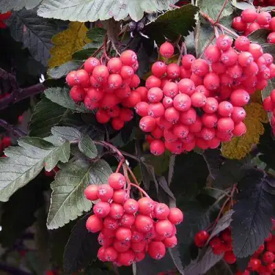 Рябина БОЯРЫШНИКОПЛОДНАЯ сладкоплодная в Бобруйске