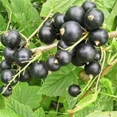 Смородина чёрная ЧЁРНЫЙ АИСТ в Бобруйске