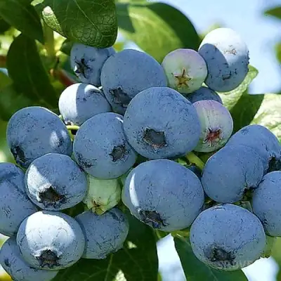 Голубика НУИ в Бобруйске