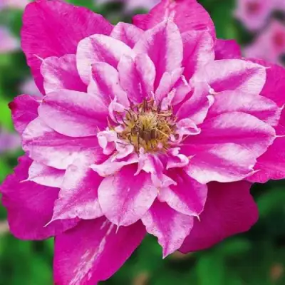 Клематис МАЙ ДАРЛИНГ  в Бобруйске