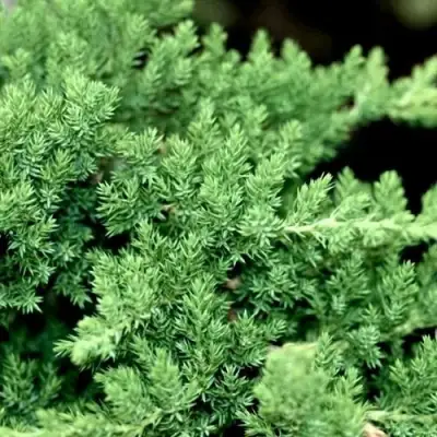 Можжевельник НАНА лежачий в Бобруйске