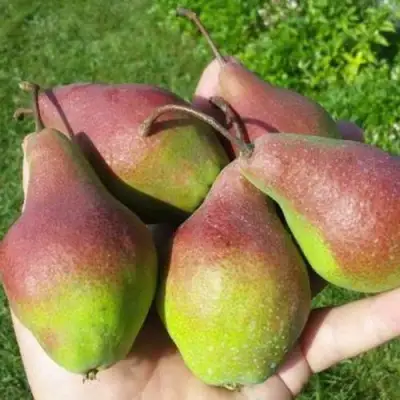 Груша ЯКОВЛЕВСКАЯ в Бобруйске