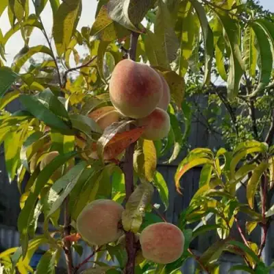 Персик ЕЛГАВСКИЙ в Бобруйске