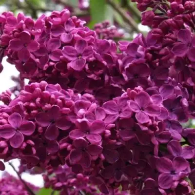 Сирень ЧАРЛЬЗ ДЖОЛИ в Бобруйске