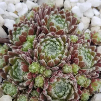 Молодило МОРКЕРС МЕРИТ в Бобруйске