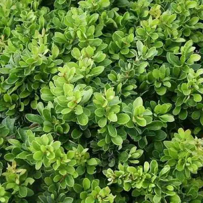 Барбарис КОБОЛЬД тунберга в Бобруйске