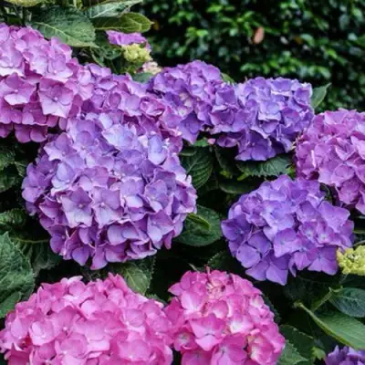 Гортензия ГАМБУРГ крупнолистная в Бобруйске