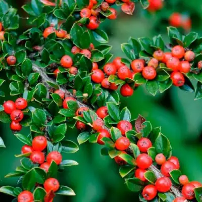 Кизильник горизонтальный в Бобруйске