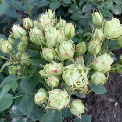 Роза ЛУВИАНА спрей в Бобруйске